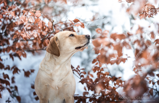 Annabelgruber_Photography | Galerie | Hundefotograf auf alleFotografen