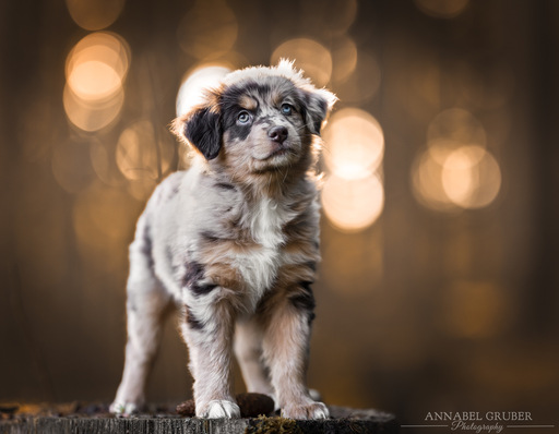 Annabelgruber_Photography | Galerie | Pferdefotograf auf alleFotografen