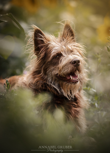 Annabelgruber_Photography | Galerie | Pferdefotograf auf alleFotografen