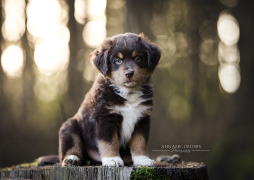 Annabelgruber_Photography | Galerie | Hundefotograf auf alleFotografen