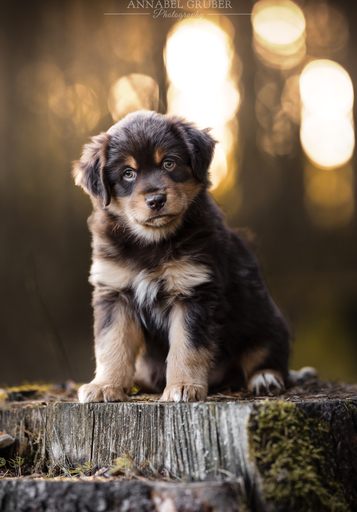 Annabelgruber_Photography | Galerie | Tierfotograf auf alleFotografen