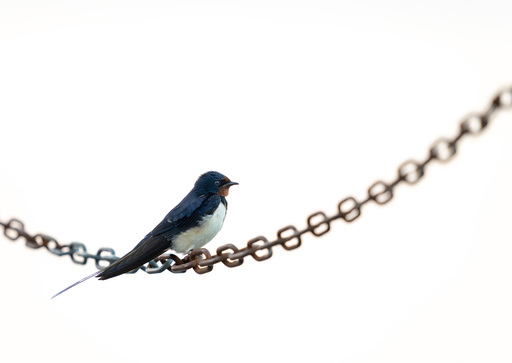Martijn van Dijk | Natur | Imagefotograf auf alleFotografen