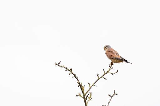 Martijn van Dijk | Natur | Tierfotograf auf alleFotografen