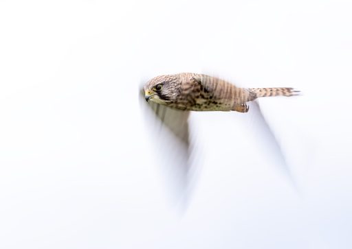 Martijn van Dijk | Natur | Tierfotograf auf alleFotografen