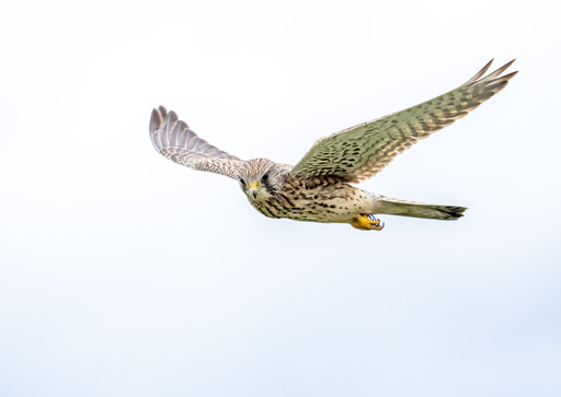 Martijn van Dijk | Natur | Stockfotograf auf alleFotografen