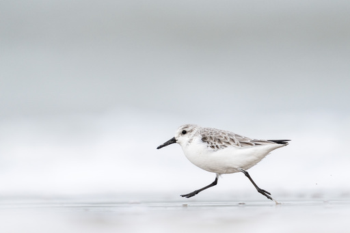 Martijn van Dijk | Natur | Konzertfotograf auf alleFotografen