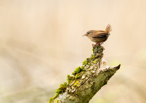 Martijn van Dijk | Natur | Landschaftsfotograf auf alleFotografen