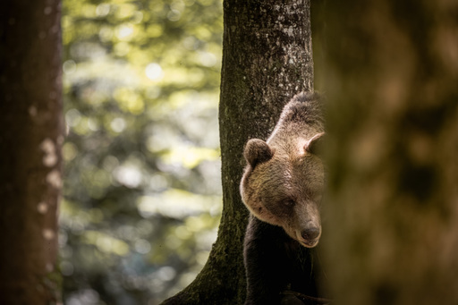 Martijn van Dijk | Natur | Imagefotograf auf alleFotografen