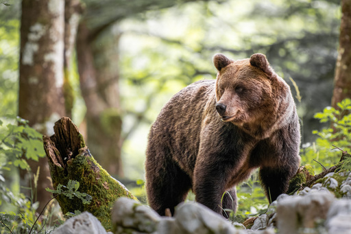 Martijn van Dijk | Natur | Imagefotograf auf alleFotografen