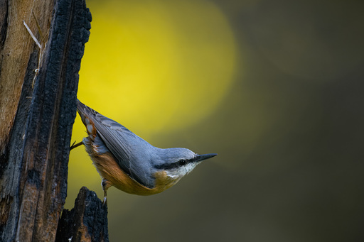 Martijn van Dijk | Natur | Landschaftsfotograf auf alleFotografen