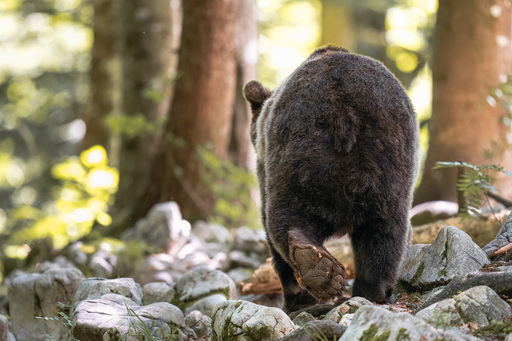 Martijn van Dijk | Natur | Hundefotograf auf alleFotografen