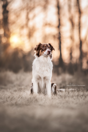 Soulmate Fotografie - Anika Bräutigam | Hunde | Pferdefotograf auf alleFotografen