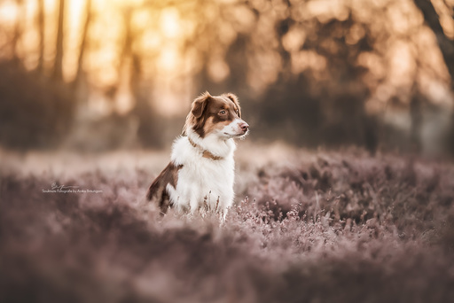 Soulmate Fotografie - Anika Bräutigam | Hunde | Hochzeitsfotograf auf alleFotografen