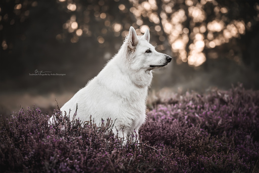 Soulmate Fotografie - Anika Bräutigam | Hunde | Hundefotograf auf alleFotografen