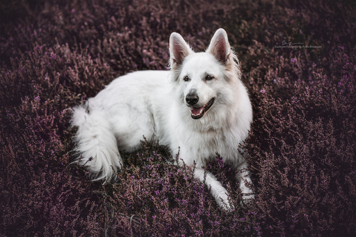 Soulmate Fotografie - Anika Bräutigam | Hunde | Tierfotograf auf alleFotografen
