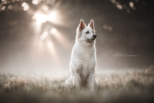 Soulmate Fotografie - Anika Bräutigam | Hunde | Tierfotograf auf alleFotografen