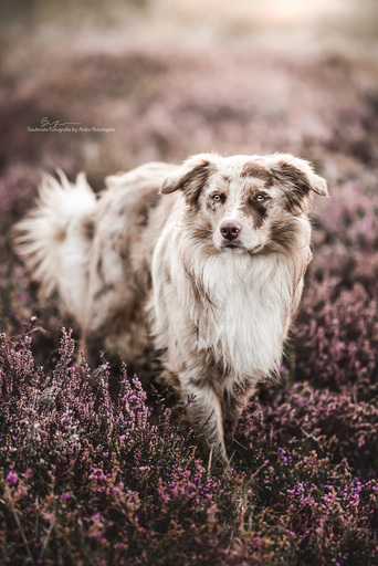 Soulmate Fotografie - Anika Bräutigam | Hunde | Pferdefotograf auf alleFotografen