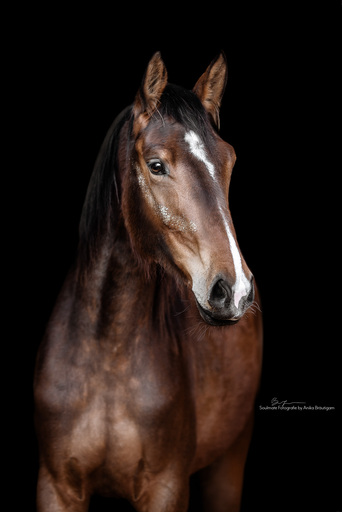 Soulmate Fotografie - Anika Bräutigam | Pferde | Tierfotograf auf alleFotografen