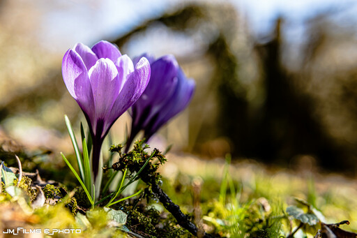 JM Films and Photo | Landschaftsfotografie | Tierfotograf auf alleFotografen