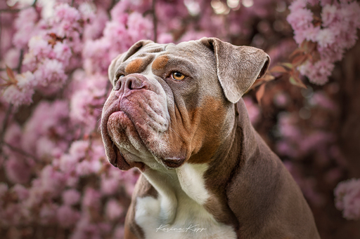 Karina Kopp Fotografie | Outdoorfotografie | Hundefotograf auf alleFotografen