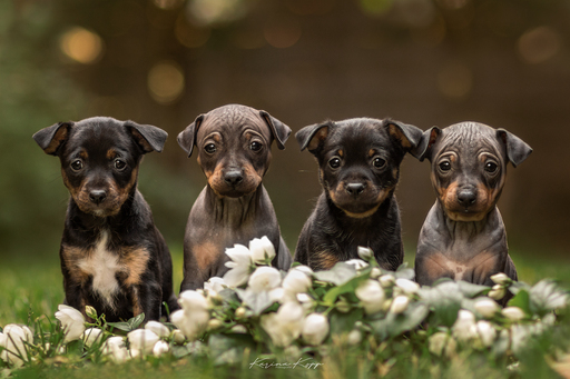 Karina Kopp Fotografie | Outdoorfotografie | Hundefotograf auf alleFotografen