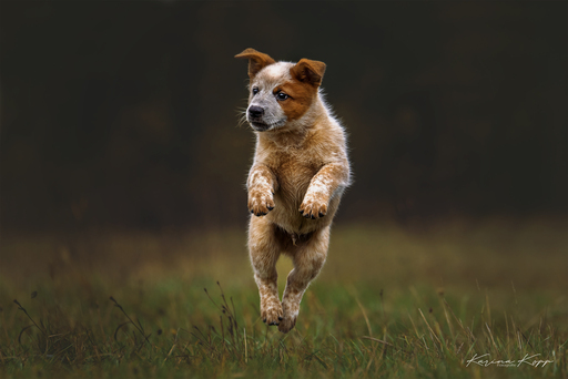 Karina Kopp Fotografie | Outdoorfotografie | Hundefotograf auf alleFotografen