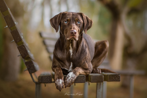 Karina Kopp Fotografie | Outdoorfotografie | Hundefotograf auf alleFotografen