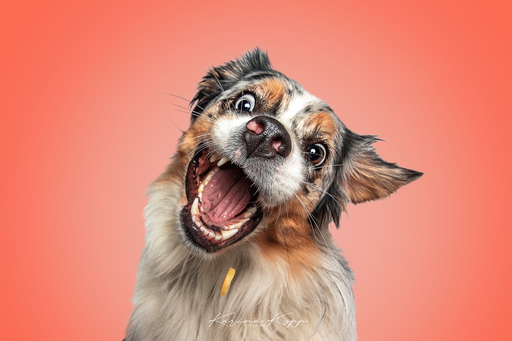 Karina Kopp Fotografie | Studiofotografie | Hundefotograf auf alleFotografen