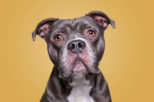 Karina Kopp Fotografie | Studiofotografie | Hundefotograf auf alleFotografen