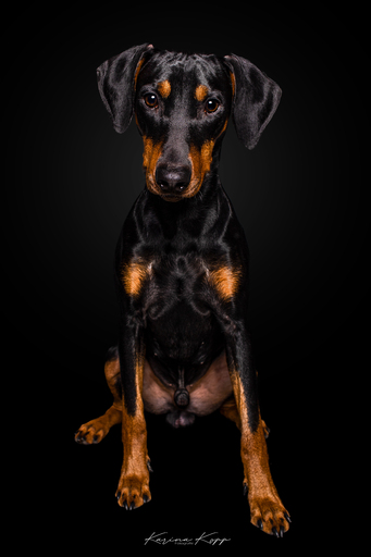 Karina Kopp Fotografie | Studiofotografie | Hundefotograf auf alleFotografen