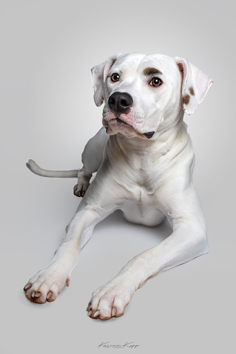 Karina Kopp Fotografie | Studiofotografie | Hundefotograf auf alleFotografen