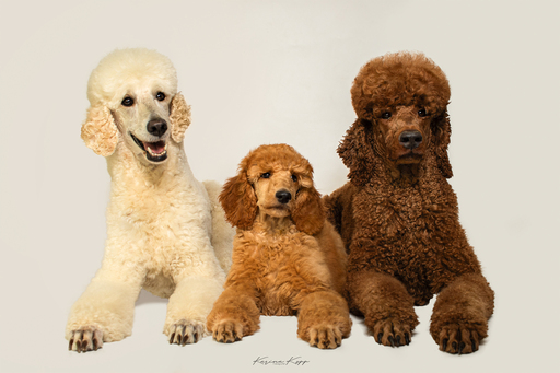 Karina Kopp Fotografie | Studiofotografie | Hundefotograf auf alleFotografen