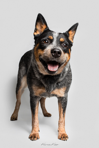 Karina Kopp Fotografie | Studiofotografie | Hundefotograf auf alleFotografen
