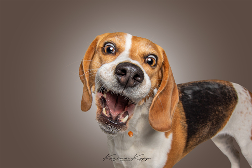Karina Kopp Fotografie | Studiofotografie | Hundefotograf auf alleFotografen