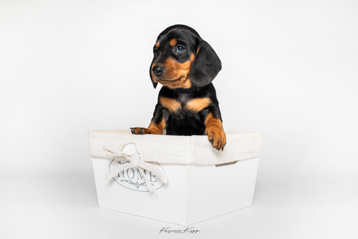 Karina Kopp Fotografie | Studiofotografie | Hundefotograf auf alleFotografen