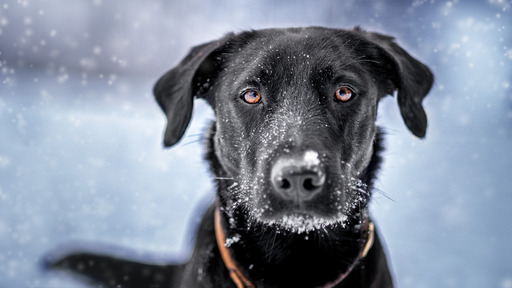 Moments2remember | Hunde- und Pferdefotografie | Paarfotograf auf alleFotografen