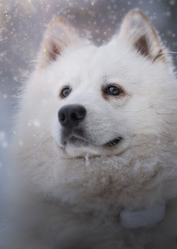 Moments2remember | Hunde- und Pferdefotografie | Pferdefotograf auf alleFotografen