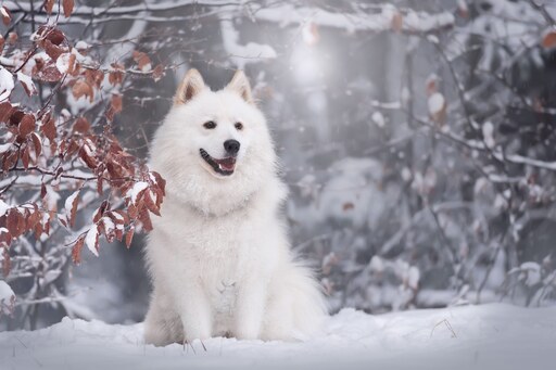 Moments2remember | Hunde- und Pferdefotografie | Pferdefotograf auf alleFotografen