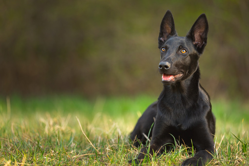 Markus Schiller | Tierfotografie | Aktfotograf auf alleFotografen