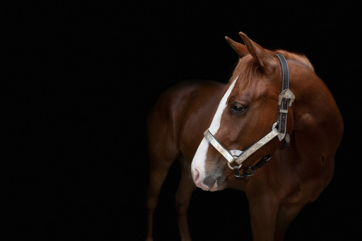 Markus Schiller | Tierfotografie | Sportfotograf auf alleFotografen