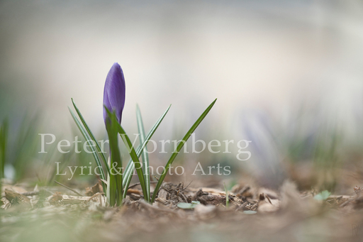 Peter Vornberg - Kronberger Künstler | Kronberger Malerblick | Architekturfotograf auf alleFotografen