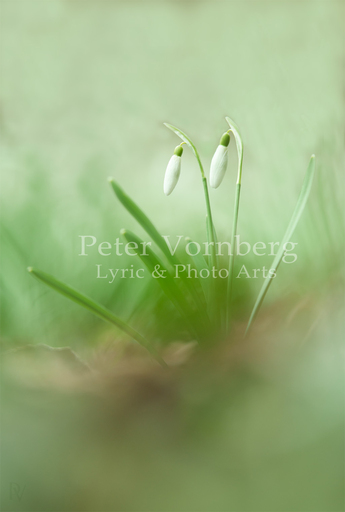 Peter Vornberg - Kronberger Künstler | Kronberger Malerblick | Architekturfotograf auf alleFotografen