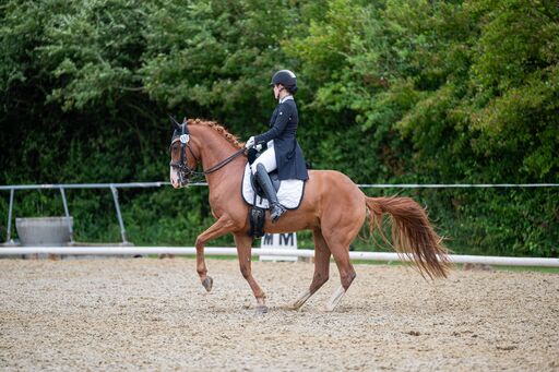 Bambifotografie | Reitsport | Pferdefotograf auf alleFotografen