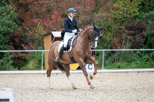 Bambifotografie | Reitsport | Pferdefotograf auf alleFotografen