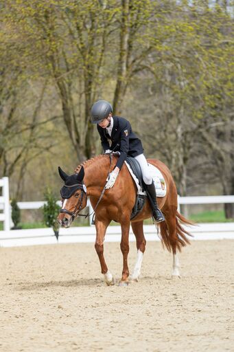 Bambifotografie | Reitsport | Pressefotograf auf alleFotografen