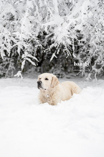 Bambifotografie | Hunde | Pferdefotograf auf alleFotografen