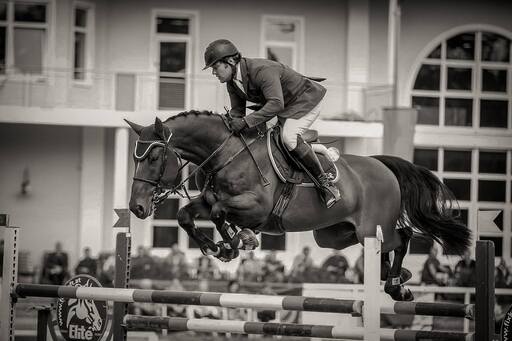 Brunnmayr Design & Fotografie e.U. | Pferdesport | Pferdefotograf auf alleFotografen