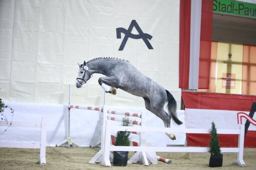 Brunnmayr Design & Fotografie e.U. | Pferdesport | Tierfotograf auf alleFotografen