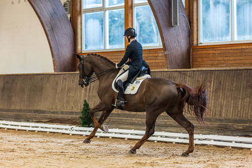 Moin Moin Design | Reitsport Fotografie | Tierfotograf auf alleFotografen