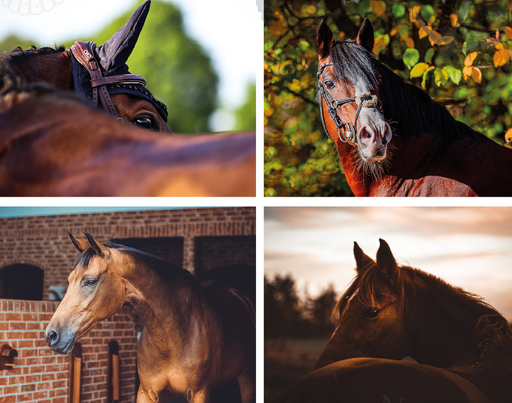 Moin Moin Design | Pferde und Hunde | Hundefotograf auf alleFotografen